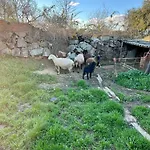 Higuerita Higuera de las Dueñas