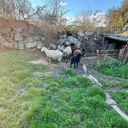 Higuerita Higuera de las Dueñas