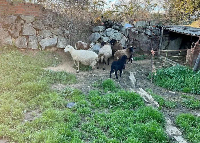 Higuerita Higuera de las Dueñas